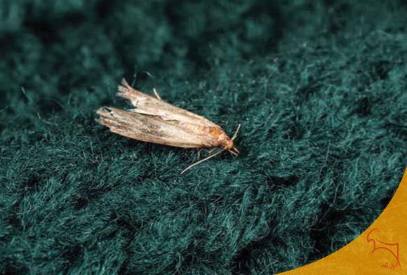 نگهداری از گبه